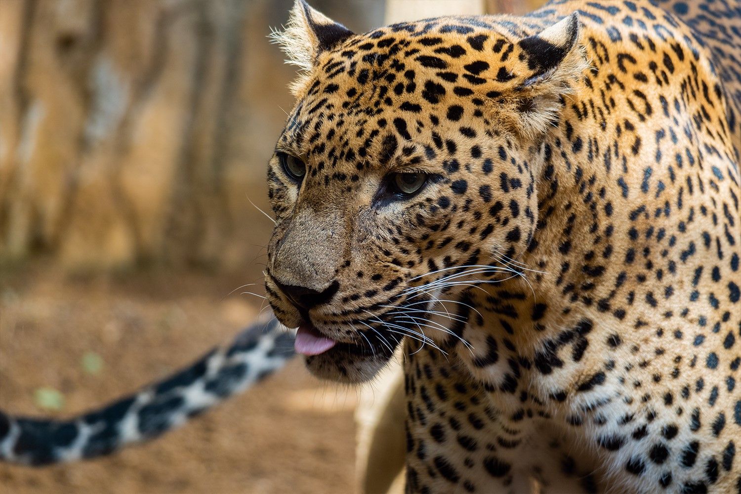 Bioparc Fuengirola-12