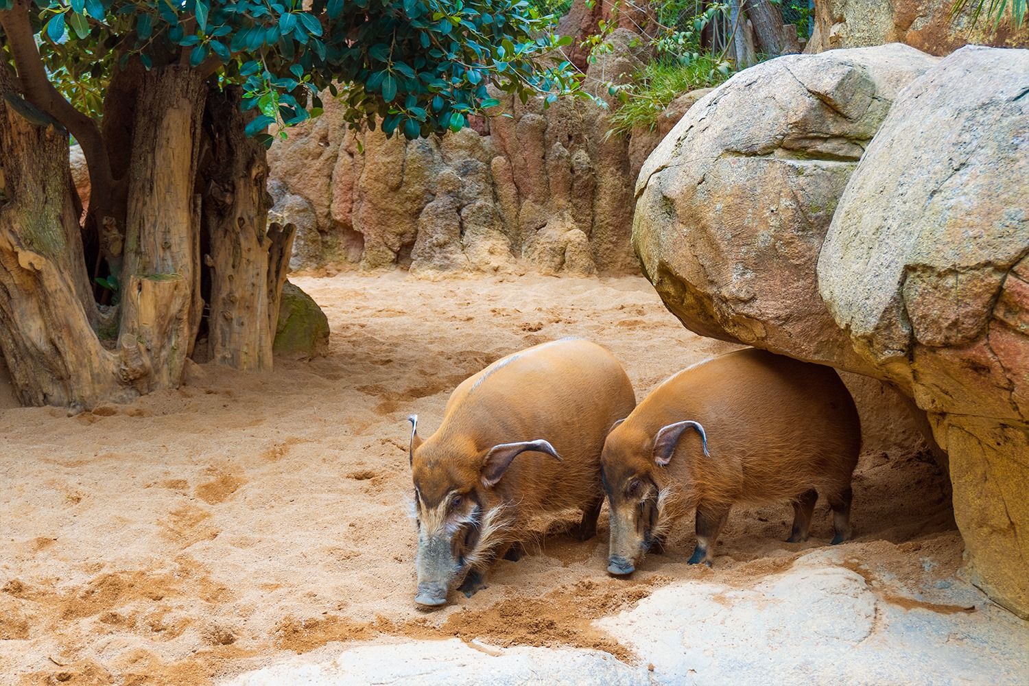 Bioparc Fuengirola-16