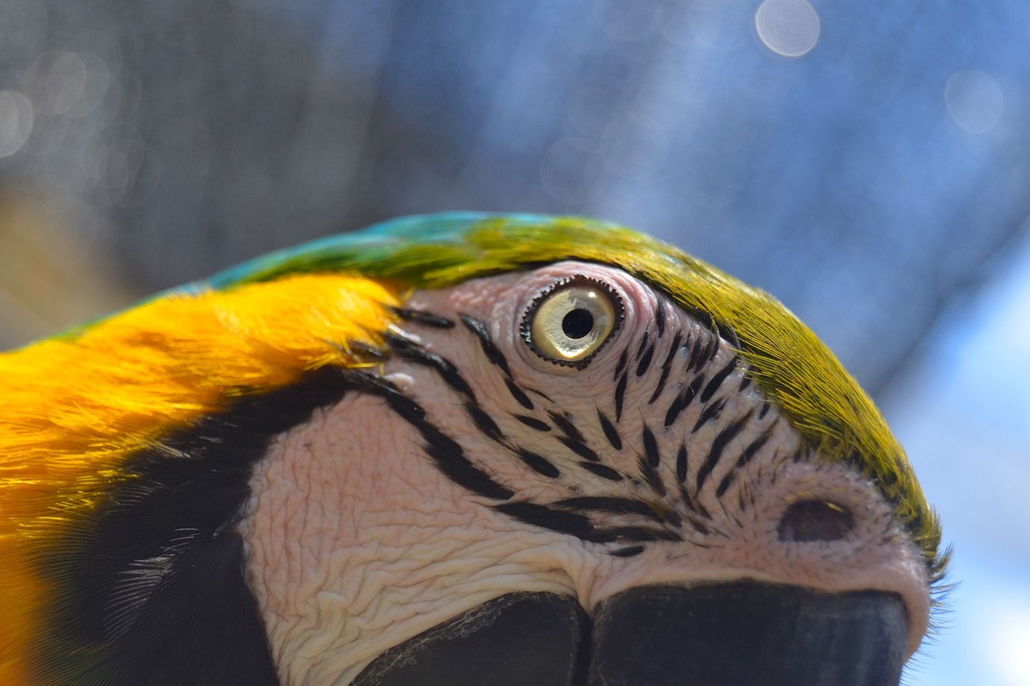 Bioparc Fuengirola-18