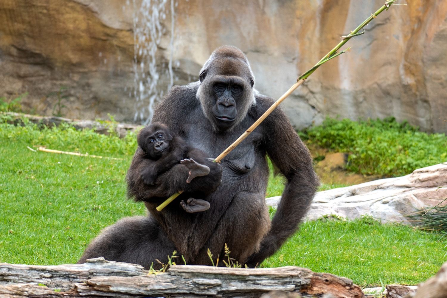Bioparc Fuengirola-19