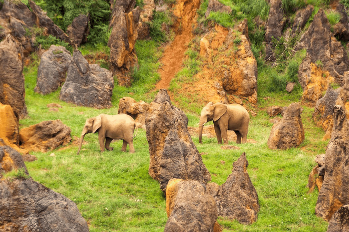 🦒CABÁRCENO, ¡UN PLAN PERFECTO EN CANTABRIA!👨‍👩‍👧‍👦 Desde 2 noches: Apartamentos entre la naturaleza y la playa + Entradas  | Soto de la Marina