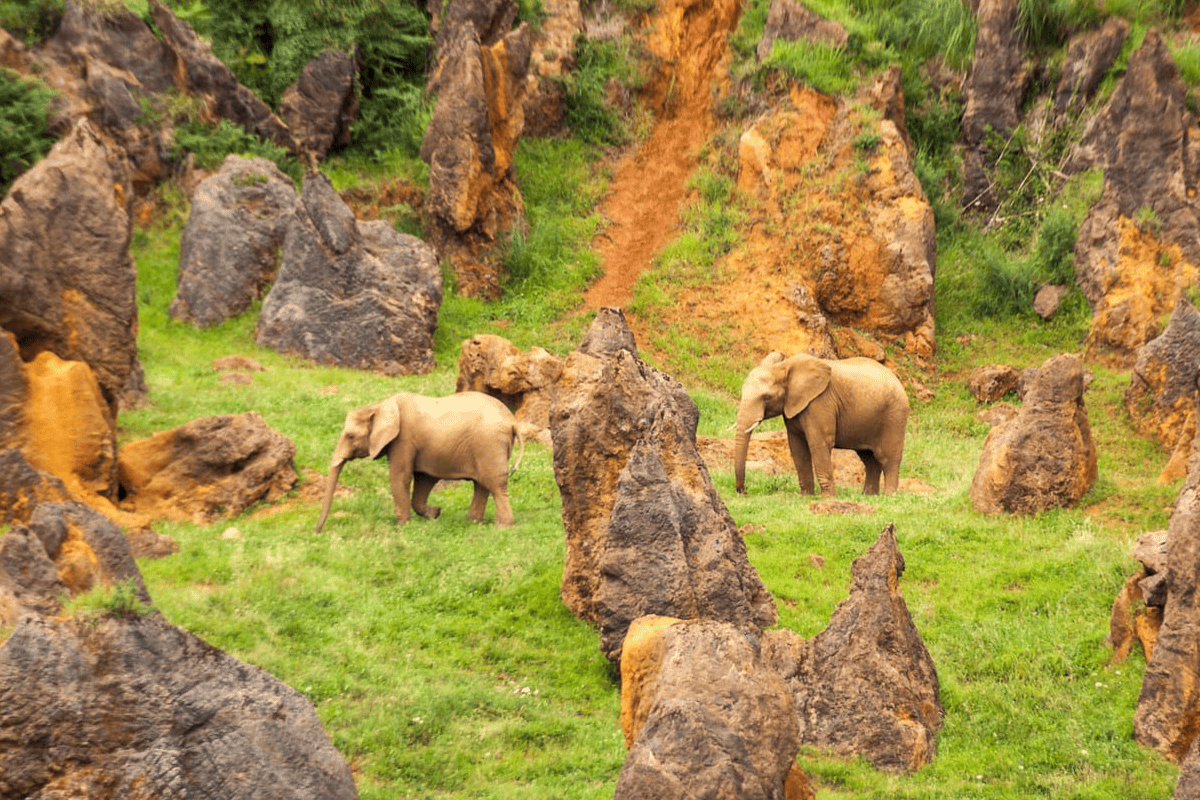 🦁ESCAPADA SALVAJE A CABÁRCENO🌿2 noches en apartamento + entradas 🎟️ ¡A solo 20 min del parque! 🚗