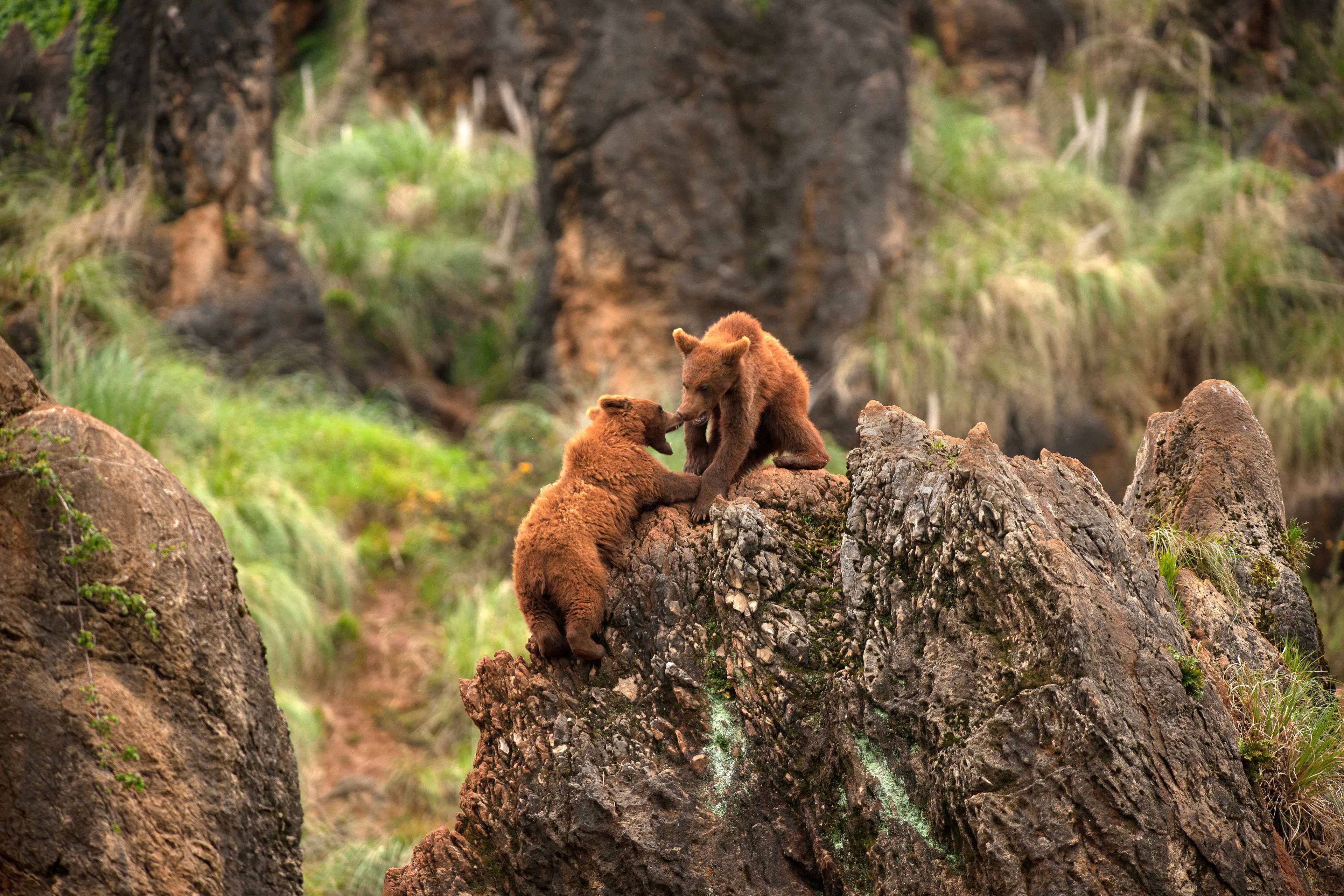 ¡Escapada al Parque Natural de Cabárceno! 🐘 Un recinto natural donde conocer el mundo animal 💚 ¡Escapada al Parque Natural de Cabárceno! 🐘 Un recinto natural donde conocer el mundo animal 💚