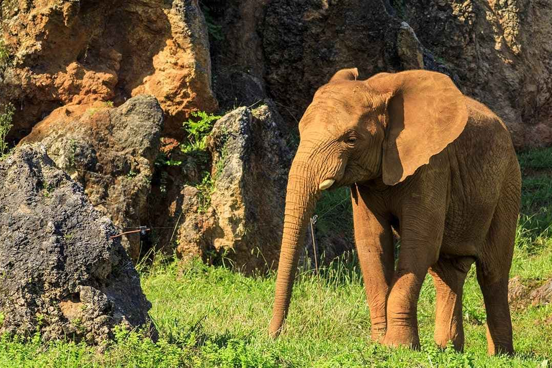 🌲🦓¡VEN A CABÁRCENO ESTE VERANO!🦒👨‍👩‍👧‍👦 Estancia en estudio o apartamento desde 2 noches + Entradas al parque | 🚗A 20 min del parque