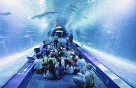 Un viaje submarino por el mayor acuario de Europa