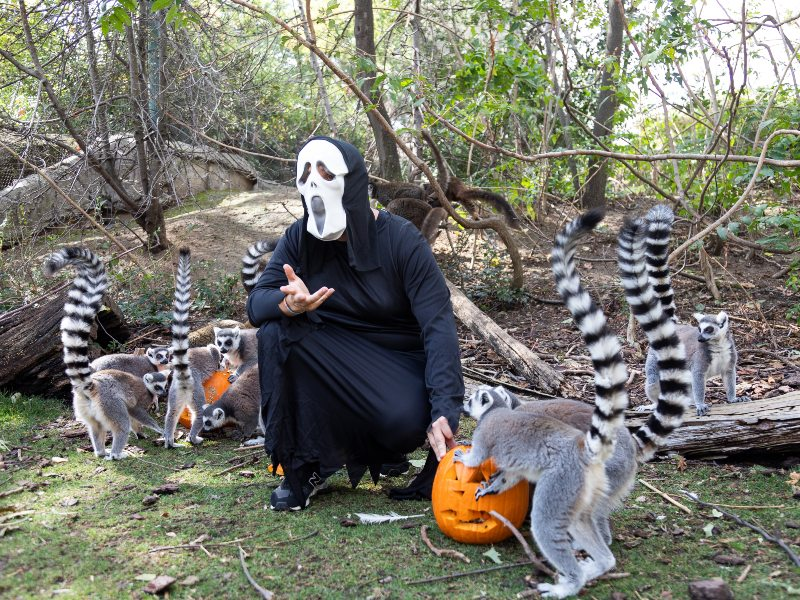 🐲¡Halloween diferente en FAUNIA MADRID! El Parque Temático de la Naturaleza 🦜y estancia en Hotel 3* 🐲¡Halloween diferente en FAUNIA MADRID! El Parque Temático de la Naturaleza 🦜y estancia en Hotel 3*