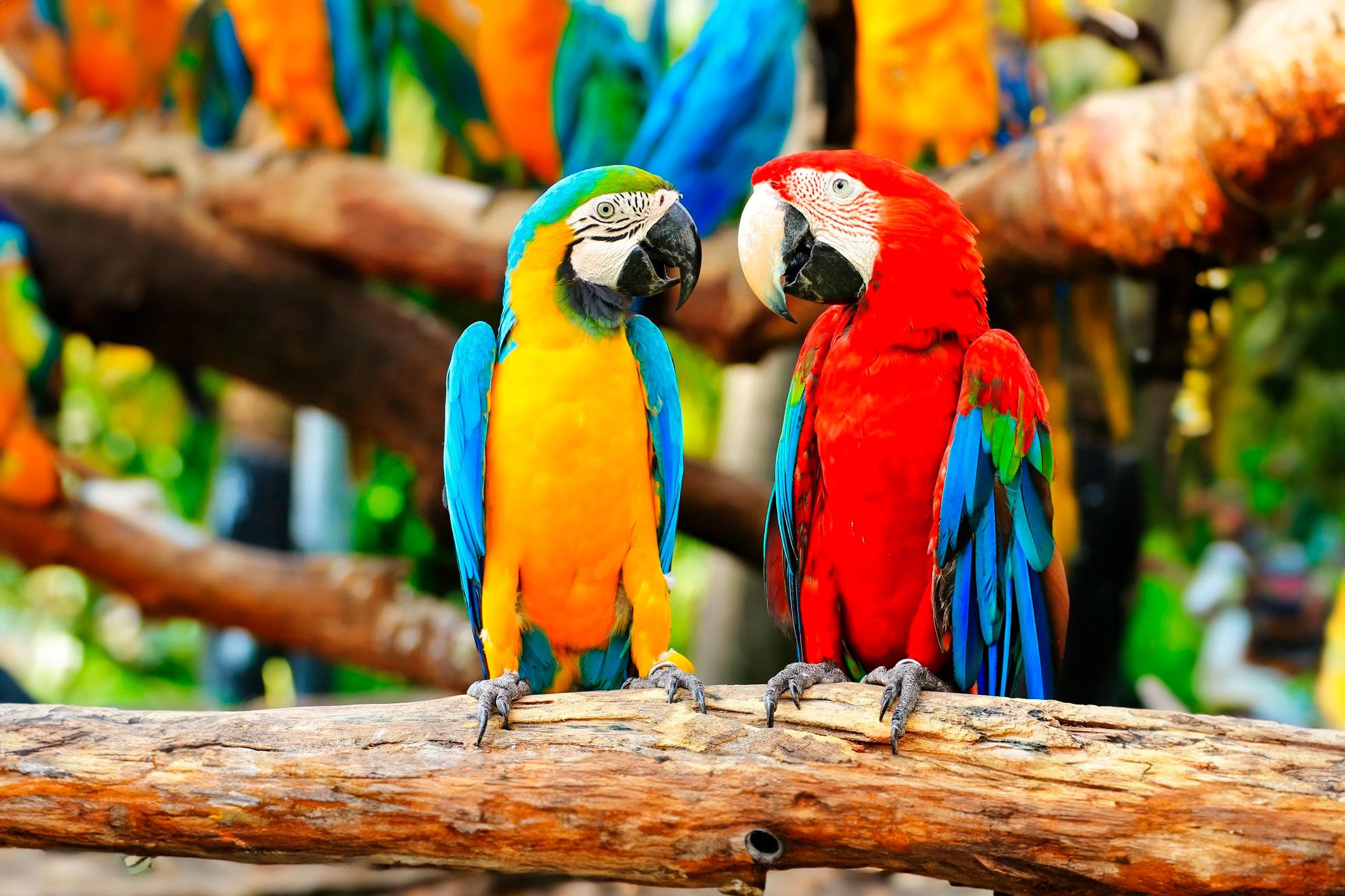🦜 🦍 ¡50 AÑOS DE LORO PARQUE! 🌈 Hotel 3* con desayunos y entradas incluidas | Tenerife