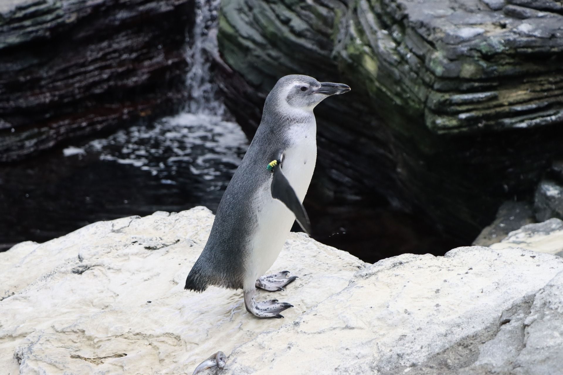 Uma Viagem ao Fundo do Mar 🐠 Oceanário de Lisboa + Hotel no Parque das Nações