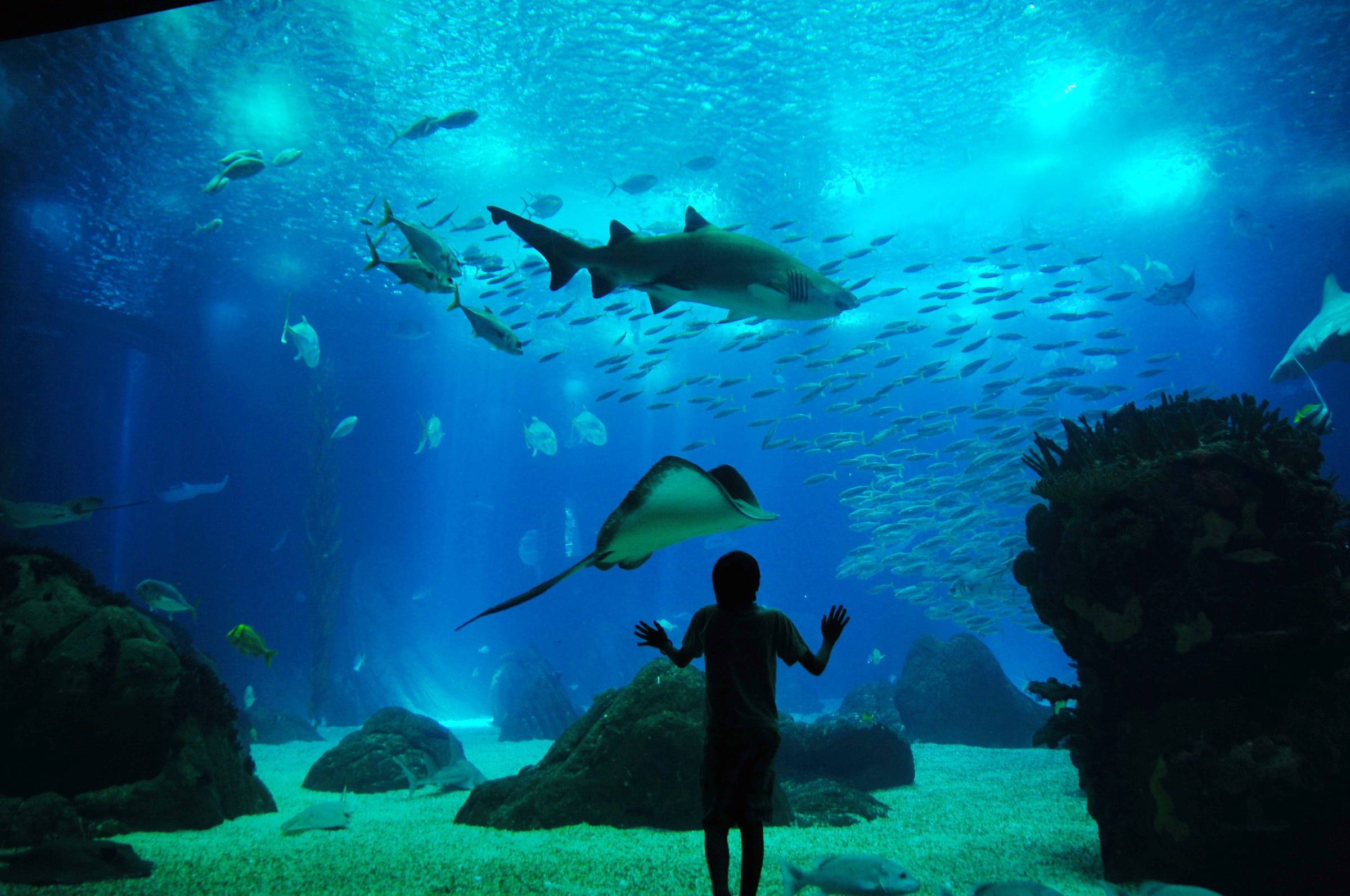 Oceanario di Lisbona 🐠🐡🦈 Viaggiare in famiglia a Lisbona