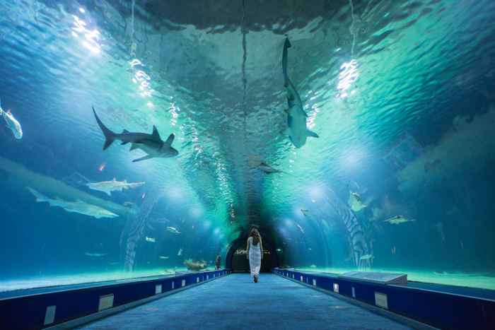 🐠 ¡ESCAPADA FAMILIAR AL OCEANOGRÀFIC! 🦈 Hotel con desayuno a 20 min + Entradas con opción de Hemisfèric y Museo de las Ciencias | Valencia