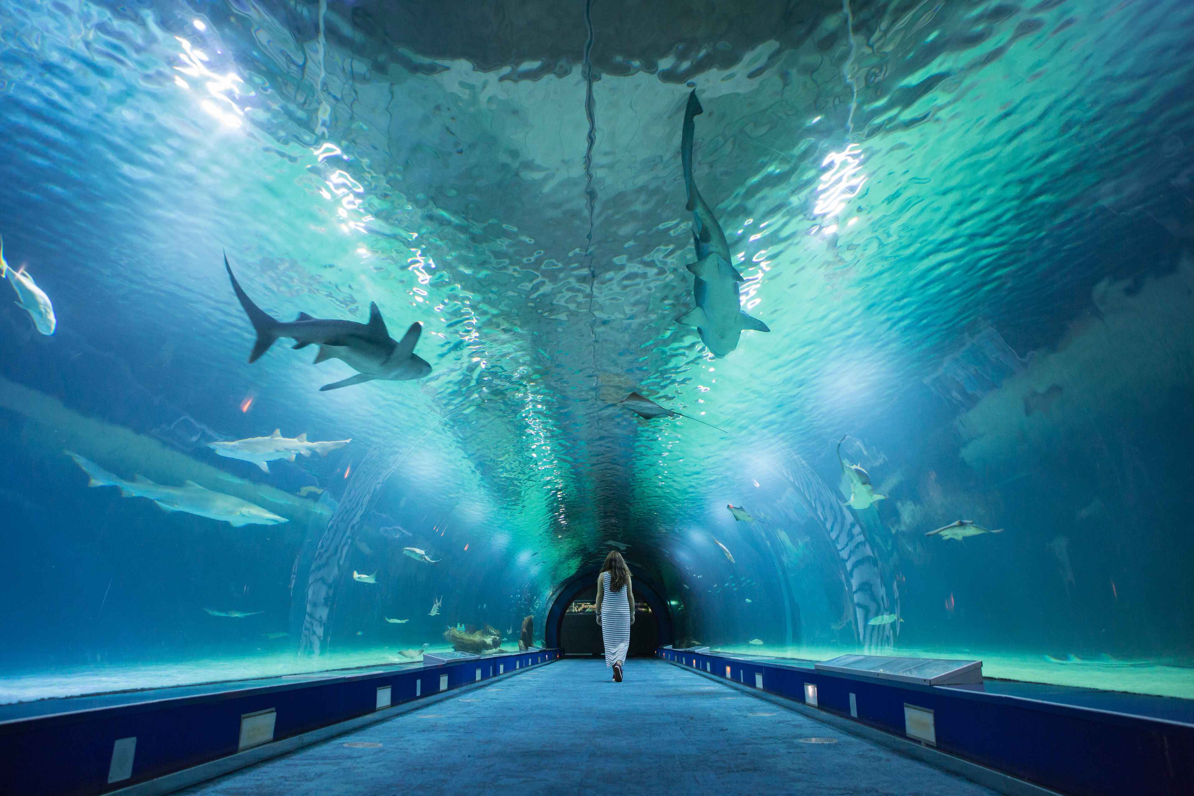 🐠 ¡ESCAPADA FAMILIAR AL OCEANOGRÀFIC! 🦈 Hotel con desayuno a 20 min + Entradas con opción de Hemisfèric y Museo de las Ciencias | Valencia 🐠 ¡ESCAPADA FAMILIAR AL OCEANOGRÀFIC! 🦈 Hotel con desayuno a 20 min + Entradas con opción de Hemisfèric y Museo de las Ciencias | Valencia