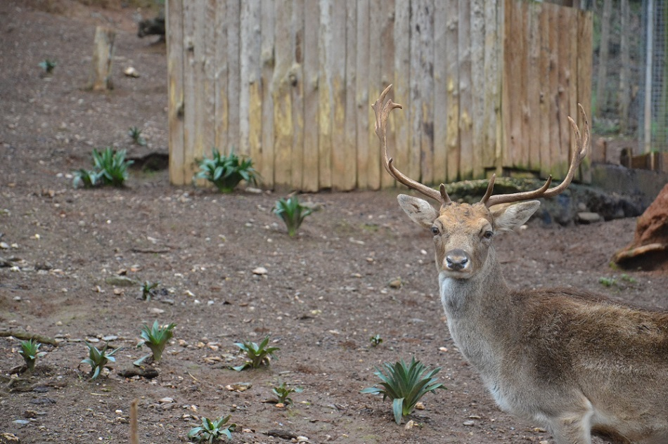 🐿️ Parque Biológico da Serra da Lousã, um Passeio único! 🐿️ Parque Biológico da Serra da Lousã, um Passeio único!