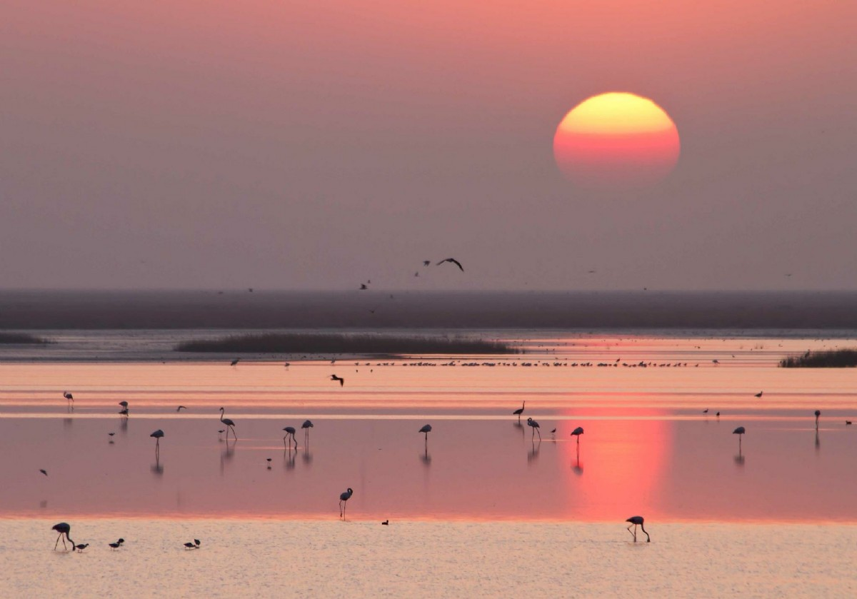 El Parque Nacional de Doñana es un mosaico de ecosistemas único en Europa 🐱 Hotel + Visita guiada