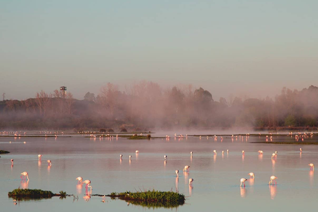 🌾 HUELVA 🦩 Hotel 4* en Pensión Completa con visita en 4X4 el Parque Nacional de Doñana 🌾 HUELVA 🦩 Hotel 4* en Pensión Completa con visita en 4X4 el Parque Nacional de Doñana