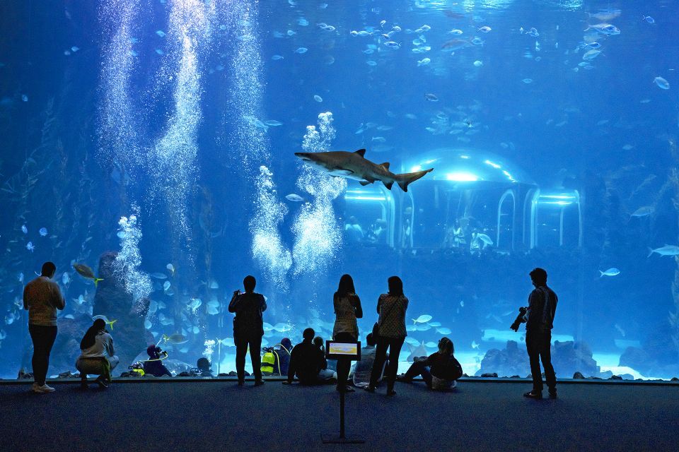 ¡PLANAZO! ⭐ Viaja alrededor del Mundo a través del Acuario Poema del Mar 🐟 ¡PLANAZO! ⭐ Viaja alrededor del Mundo a través del Acuario Poema del Mar 🐟