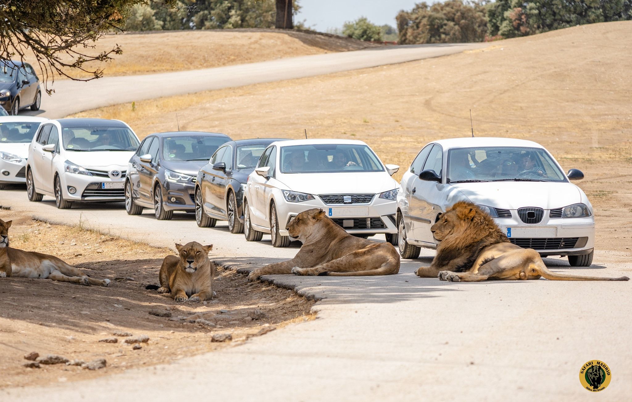 ¡SAFARI MADRID, una aventura salvaje en familia! 🦓 A solo 50 kilómetros de la capital | Madrid ¡SAFARI MADRID, una aventura salvaje en familia! 🦓 A solo 50 kilómetros de la capital | Madrid