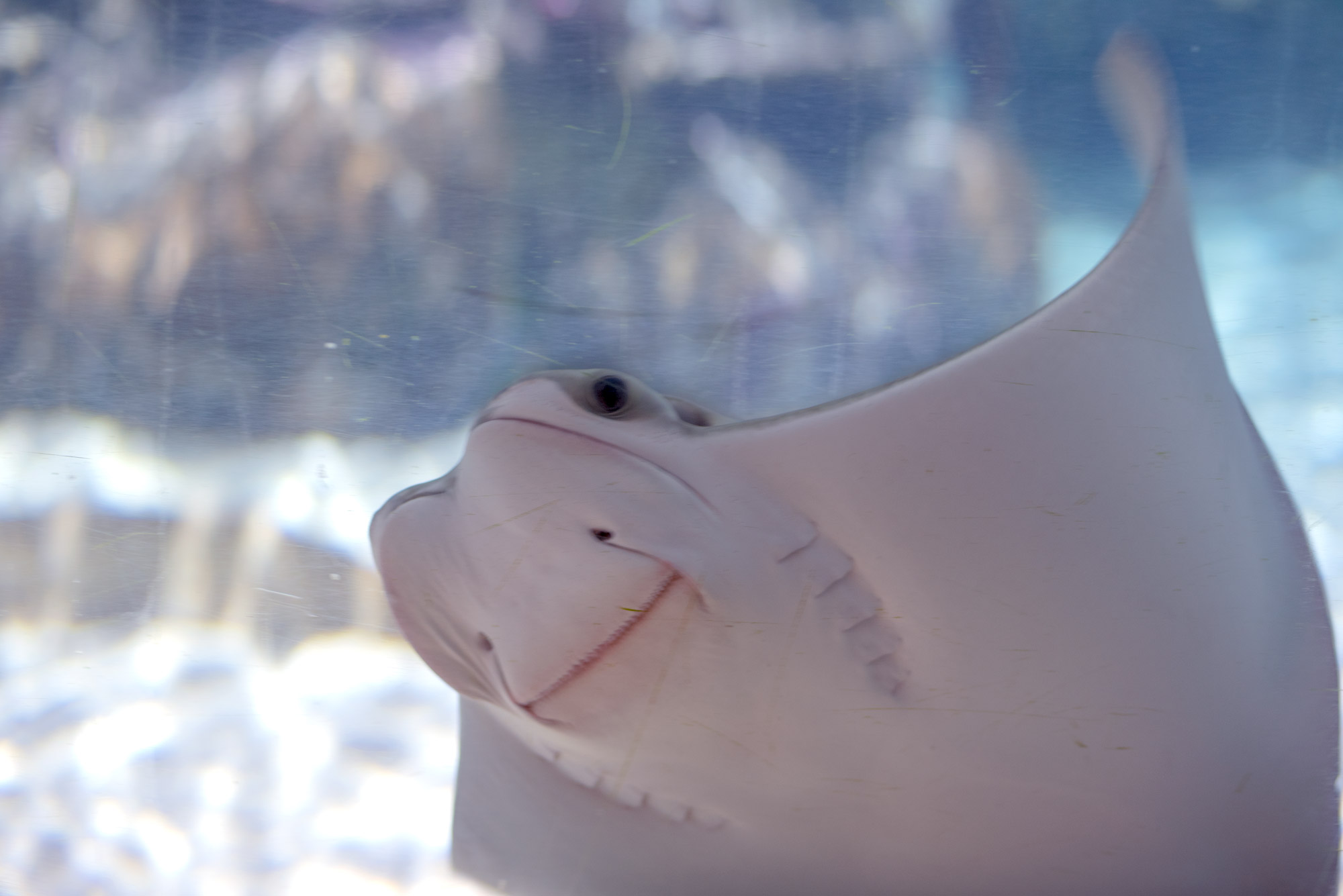 Sea Life Porto-3
