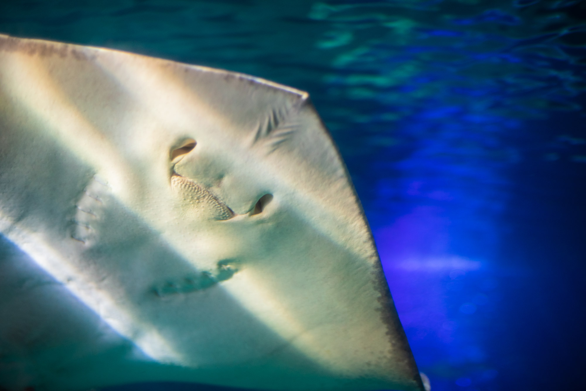 Sea Life Porto-4