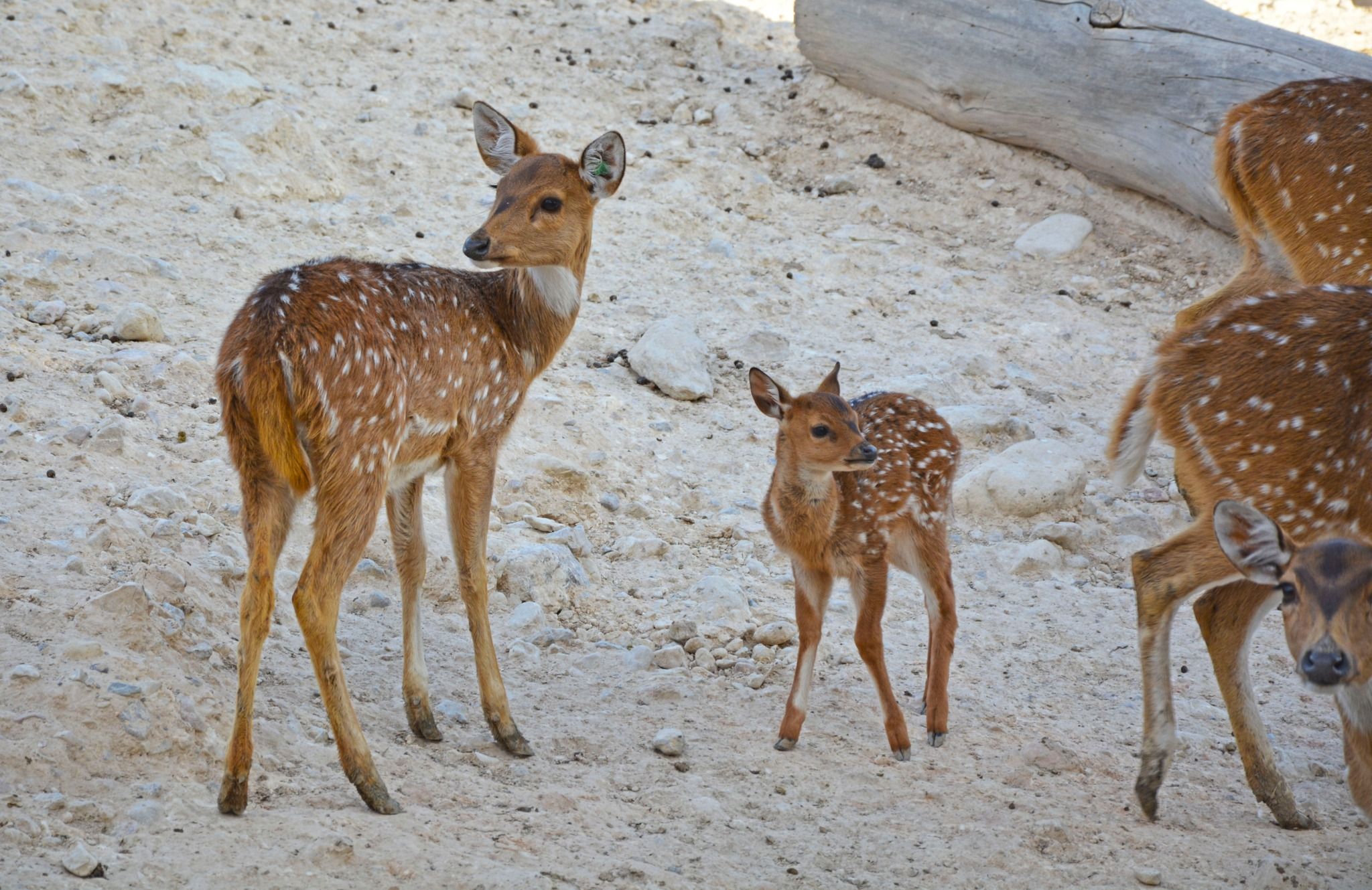 Terra Natura y Aqua Natura Benidorm-7
