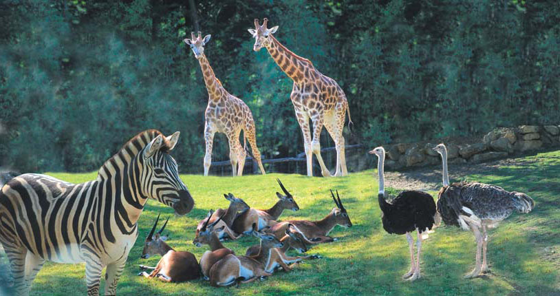 🦚Formule Hôtel 3* + Billets à Zoo de Amnéville 🐰