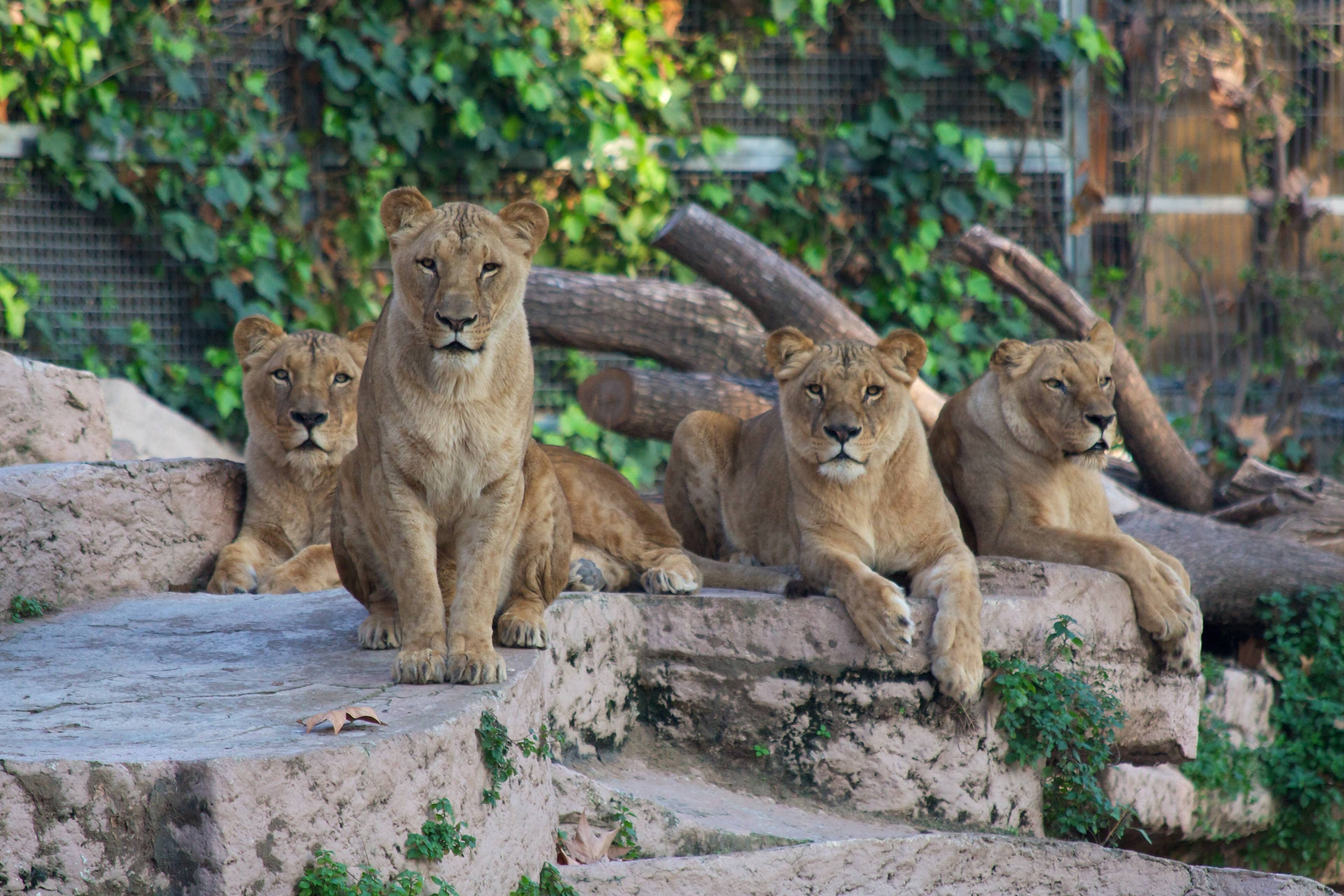 Zoologico de Barcelona con Hotel, el zoo más divertido para viajar en familia! 🐆