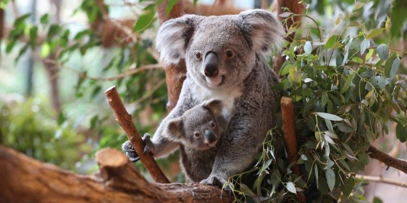ZooParc de Beauval-5