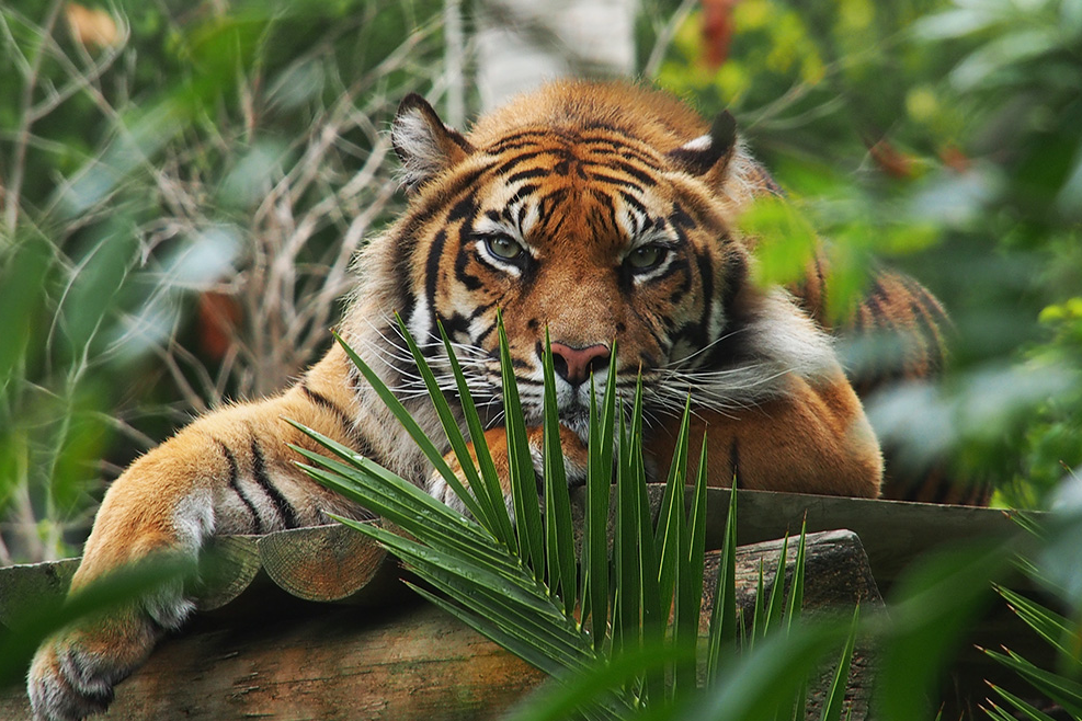 🦏 Pack com Estadia em Hotel no Parque das Nações e Visita ao Reino Animal | Lisboa