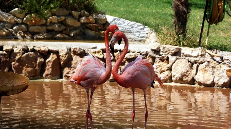 Jardim Zoológico de Lisboa-8