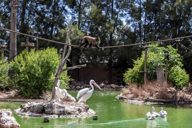 🦅 Visite o Zoo de Lagos com Hotel e Bilhetes Incluídos
