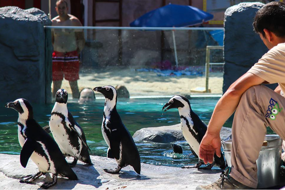 🐧 Pack com Bilhetes para o Zoo de Lagos e Alojamento | Lagos
