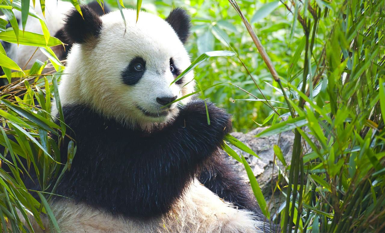 Zoo Aquarium de Madrid 🐼 Descubre los animales mas sorprendentes del mundo | Hotel + Entrada Zoo Aquarium de Madrid 🐼 Descubre los animales mas sorprendentes del mundo | Hotel + Entrada