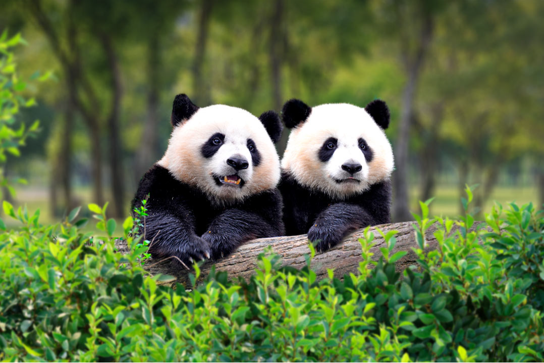 🎢 PLANAZOS FAMILIARES EN MADRID 👨👩👦 Elige Parque Warner, Zoo Madrid, Parque de Atracciones o Faunia 🎢 PLANAZOS FAMILIARES EN MADRID 👨👩👦 Elige Parque Warner, Zoo Madrid, Parque de Atracciones o Faunia