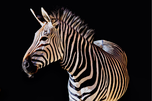 Zoobotanico de Jerez