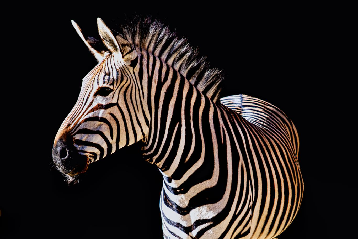 ¡Planes con niños! Zoobotánico Jerez, con más de 180 especies diferentes 🦓