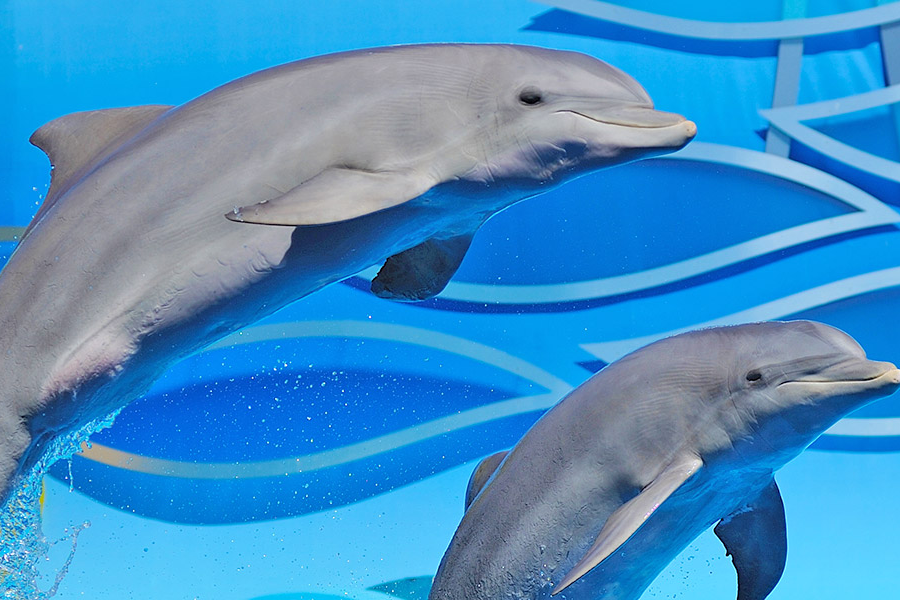 ⭐ Zoomarine, Diversão e Golfinhos no Algarve com Hotel incluído